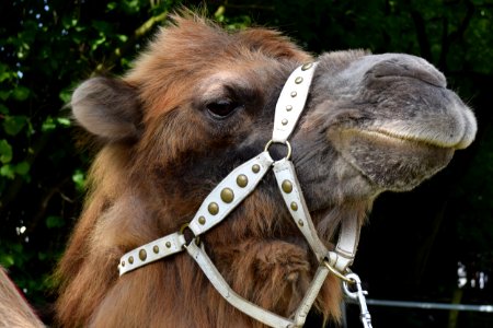 Camel Camel Like Mammal Snout Wildlife