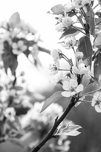 Apple tree blossom spring apple blossom