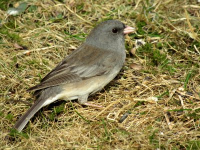 Bird Fauna Junco Finch photo