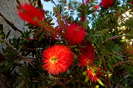 Flower Plant Flora Flowering Plant