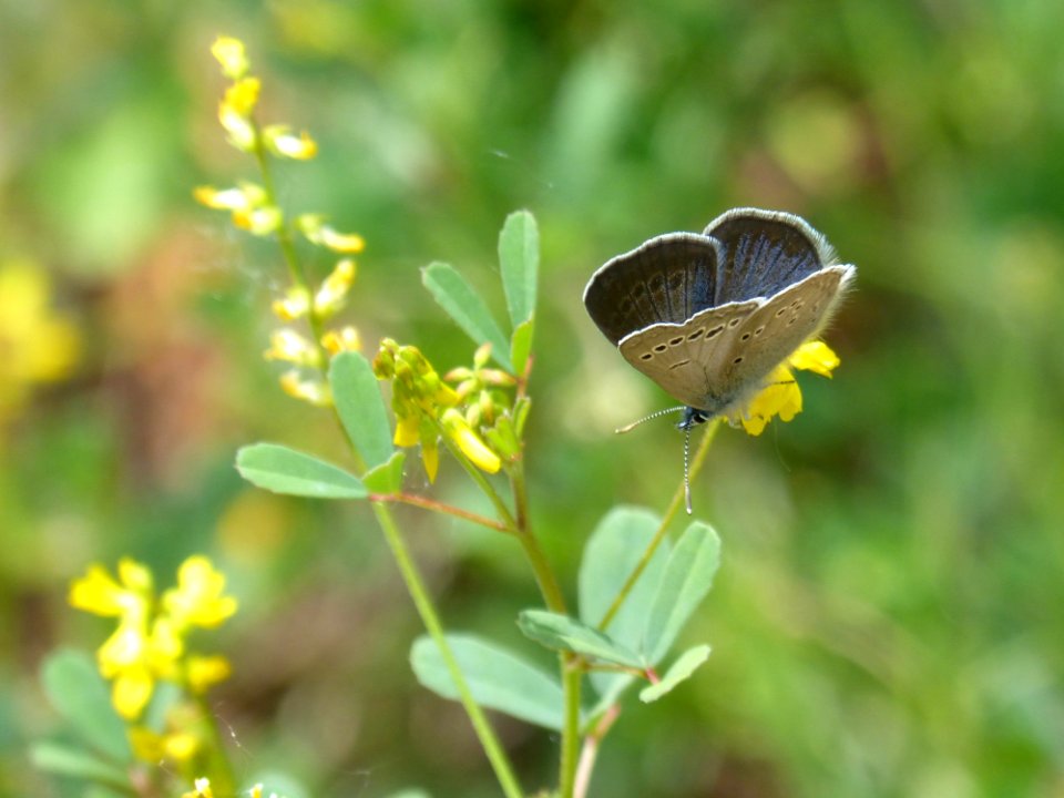 Insect Butterfly Moths And Butterflies Lycaenid