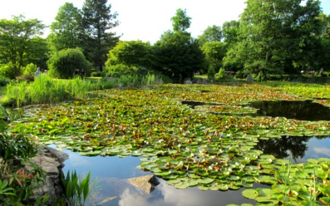 Vegetation Botanical Garden Water Nature Reserve photo