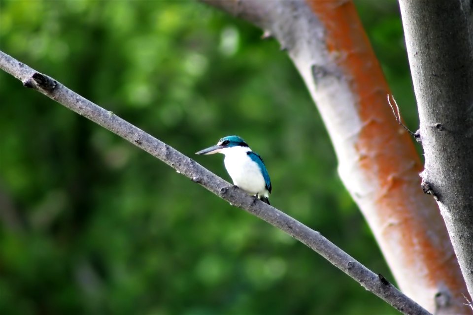 Bird Fauna Beak Branch photo