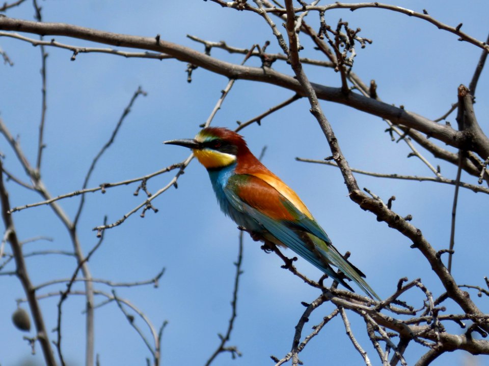 Bird Fauna Beak Branch