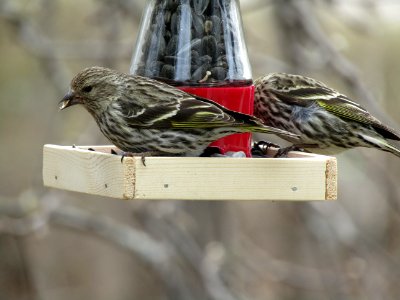 Bird Fauna Finch Beak photo