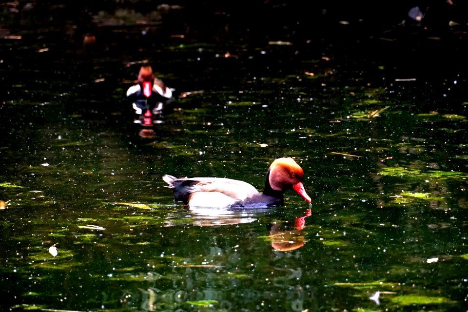 Water Bird Nature Reflection