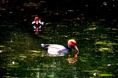 Water Bird Nature Reflection