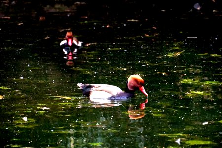 Water Bird Nature Reflection photo