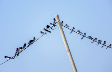 Sky Tree Television Antenna Pole photo