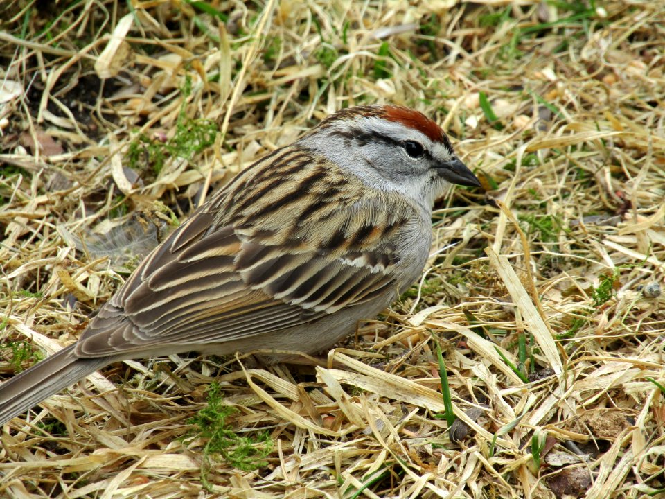 Bird Sparrow House Sparrow Fauna