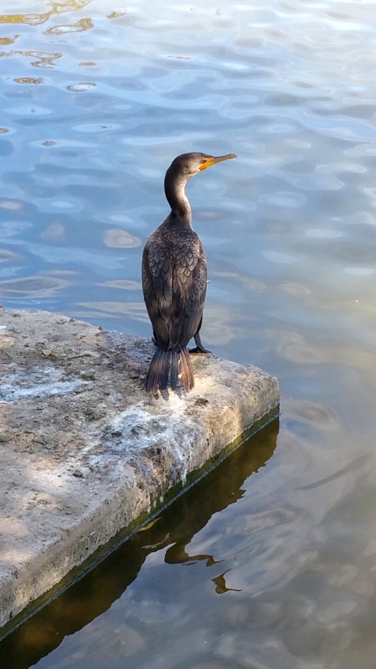 Bird Water Cormorant Beak