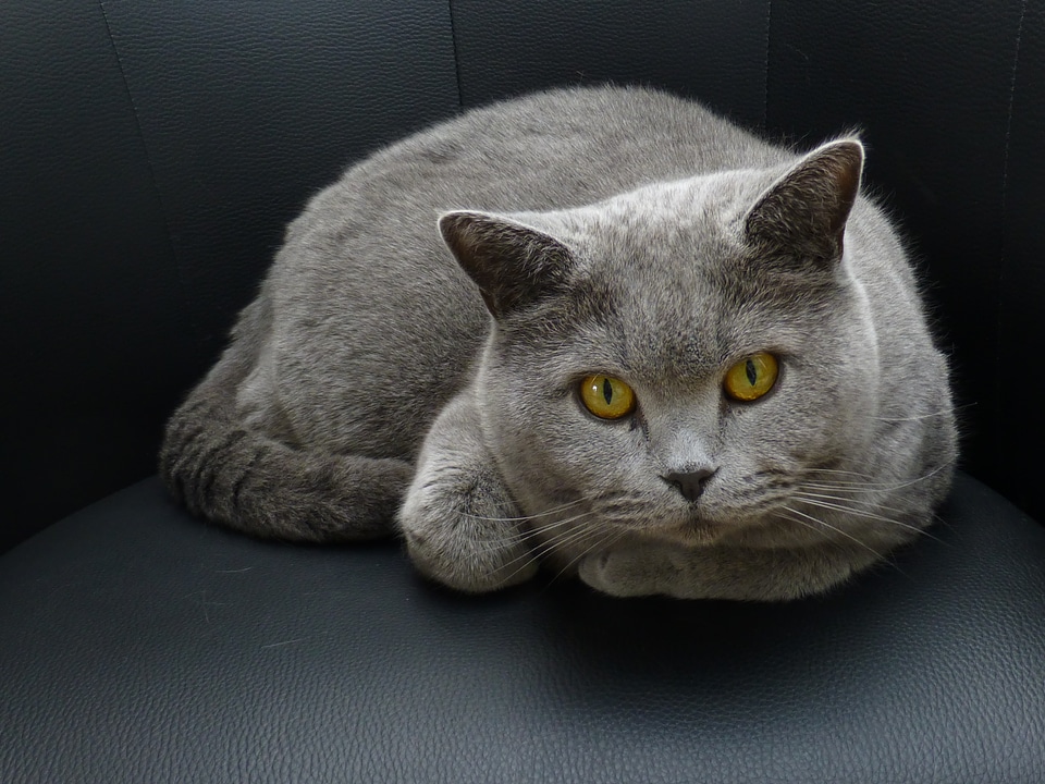 Lurking eyes curious