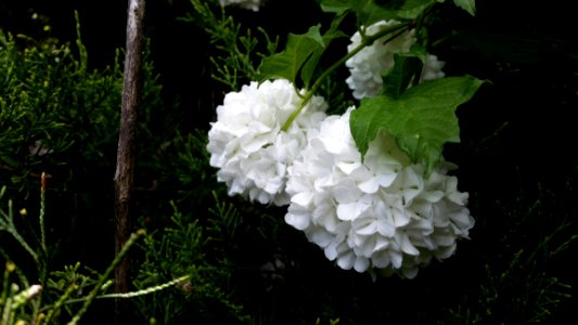 Flower Plant Flowering Plant Hydrangea