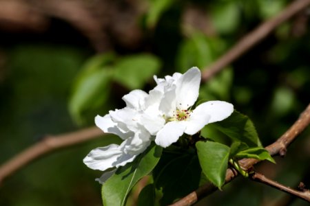 White Flower Flora Blossom