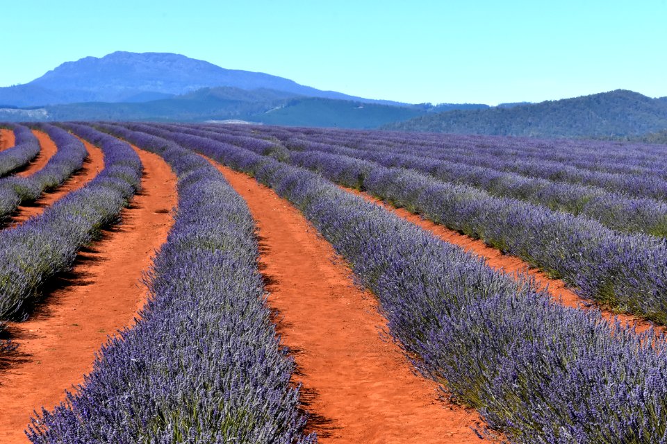 Flower Field English Lavender Lavender