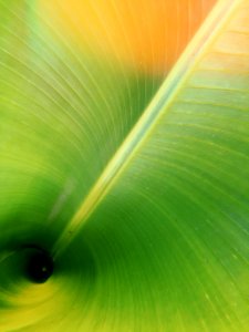 Green Leaf Water Close Up