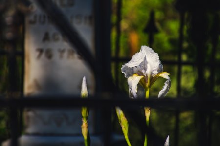 Shallow Focus Photography Of White Flower photo