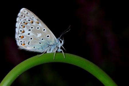 Common Blue Butterfly Perching On Green Stem In Close-up Photography