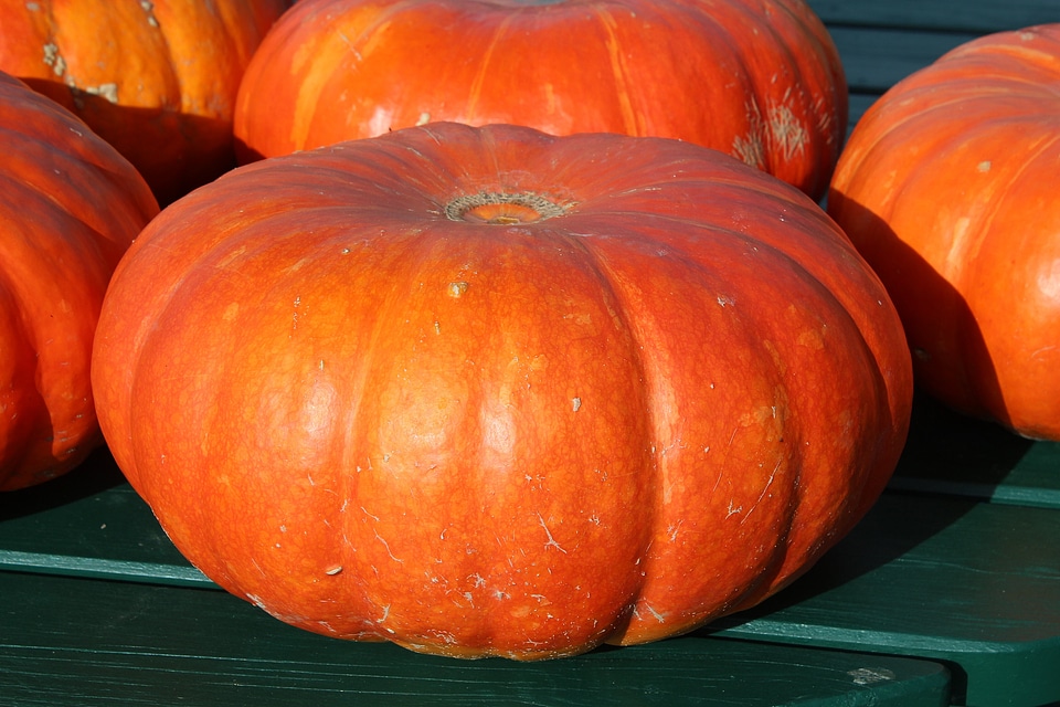 Food cucurbita choice choose