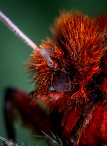 Bug Close-up Hairy