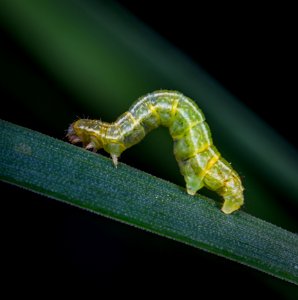 Shallow Focus Photography Of Green Caterpillar On Green Leaf photo