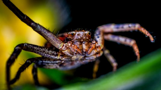 Selective Focus Photography Of Brown Spider photo