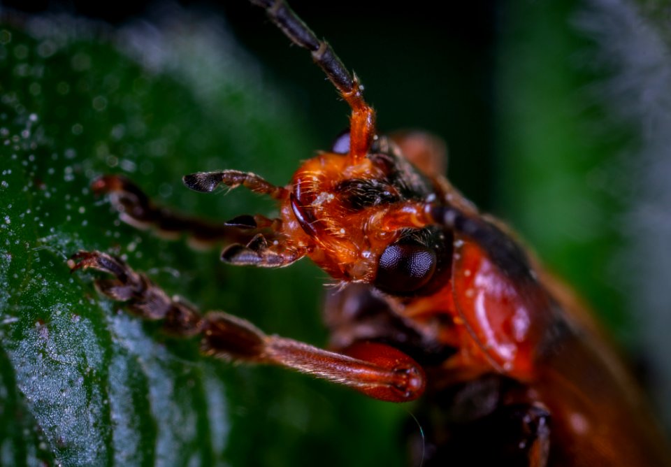 Close-up Photo Of Insect
