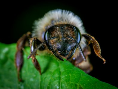 Macro Photography Of Insect Perched On Leaf photo