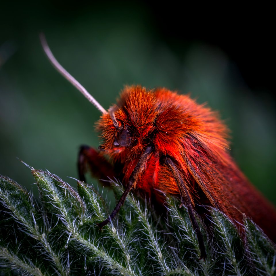 Macro Photo Of Red Poodle Moth