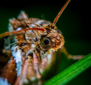 Macro Photo Of Brown Moth