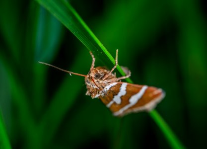 Macro Photography Of Moth photo
