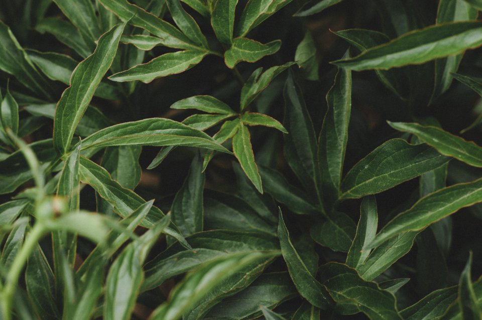 Photo Of Green Leaves