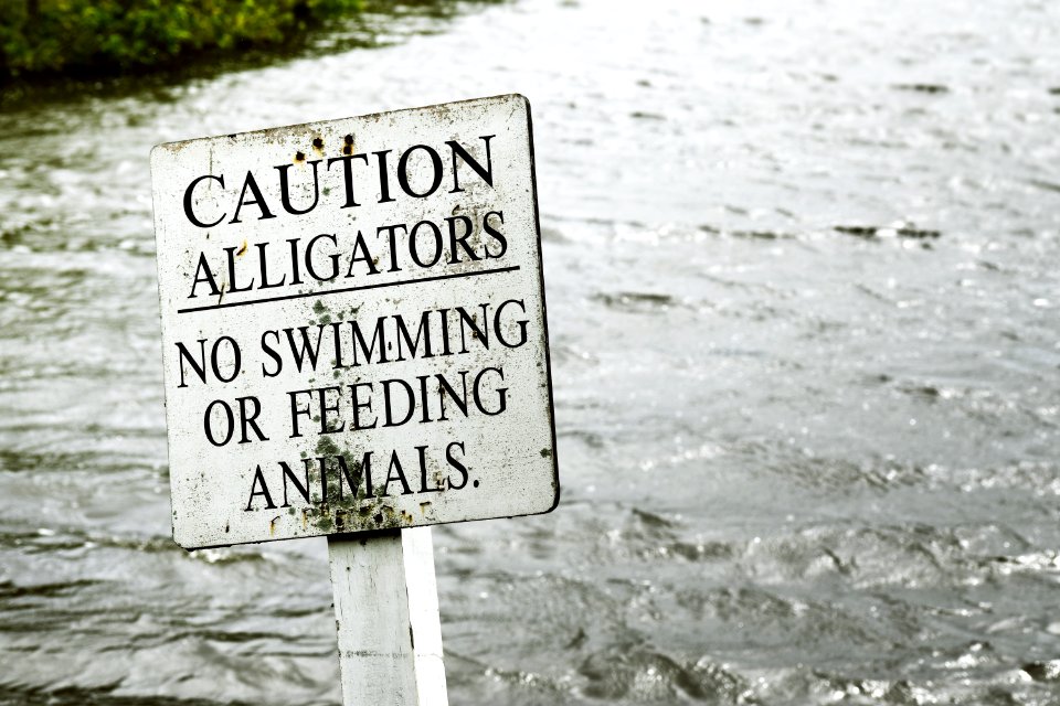 Gray Caution Alligators Label Panel