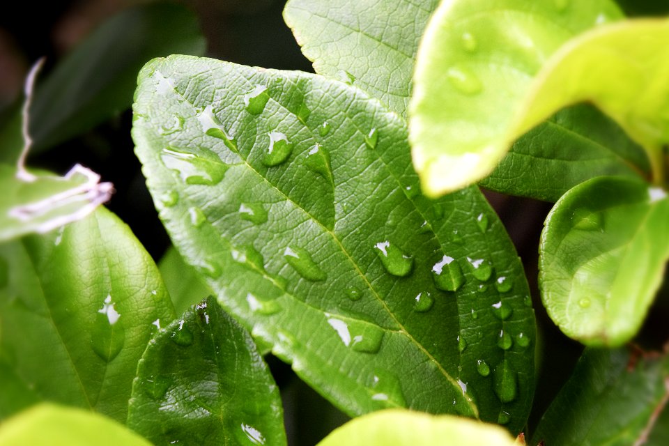 Green Leaves With Water Droplets