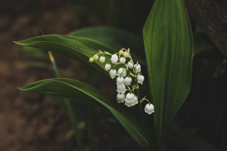 White Petaled Flower