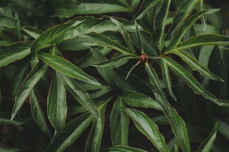 Green Plants
