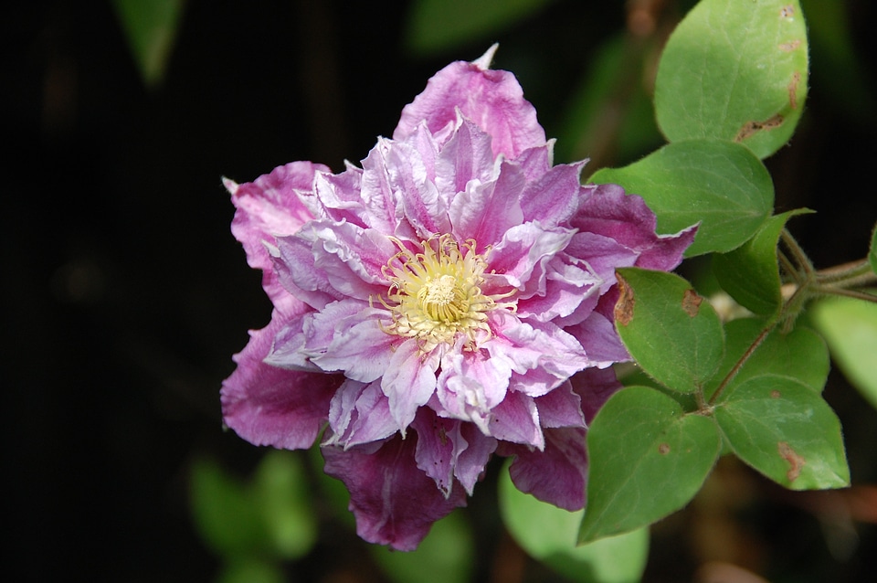 Clematis flower purple