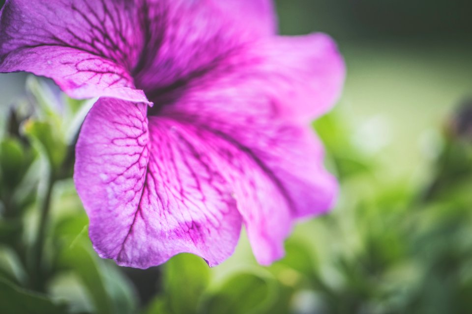 Photography Of Shallow Focus Purple Flowers