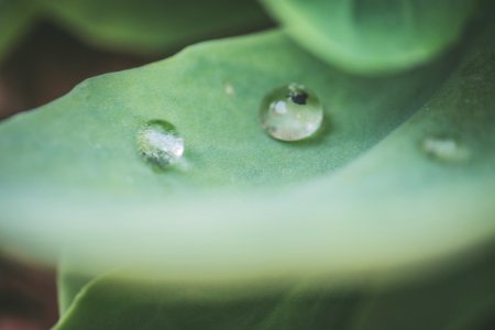 Macro Photography Of Water Droplet On Green Leaf photo