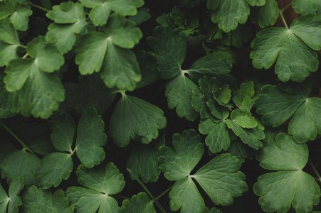 Green Leafed Plants photo