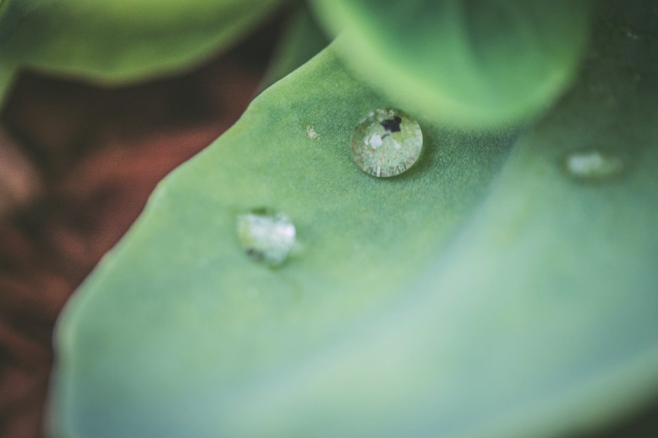 Macro Photography On Green Leaf With Dew Drops