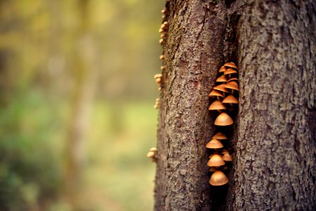 Closeup Photo Of Mushrooms On Tree Trunk photo
