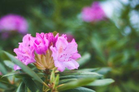 Shallow Focus Photography Of Pink Petaled Flowers photo