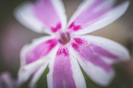 Selective Focus Photography Of Purple And White Petaled Flower photo