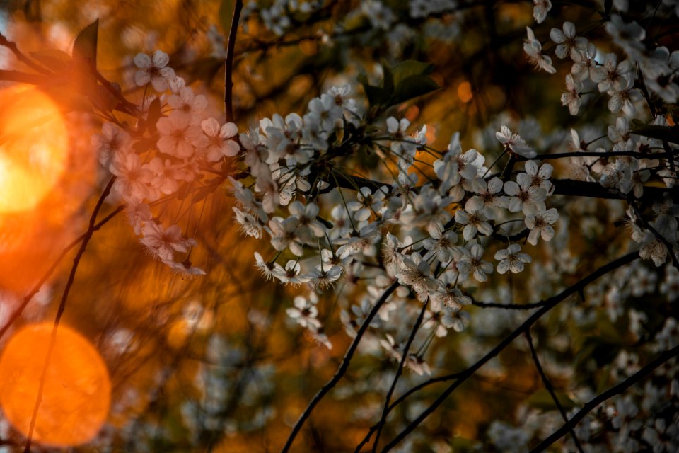 Selective Focus Photo Of White Petaled Flowers