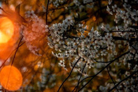 Selective Focus Photo Of White Petaled Flowers