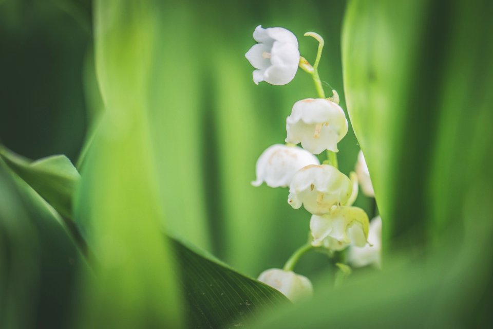 White Petaled Flowers In Bloom