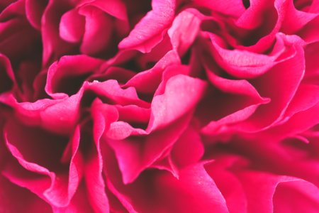 Close-up Photo Of Pink Petaled Flowers