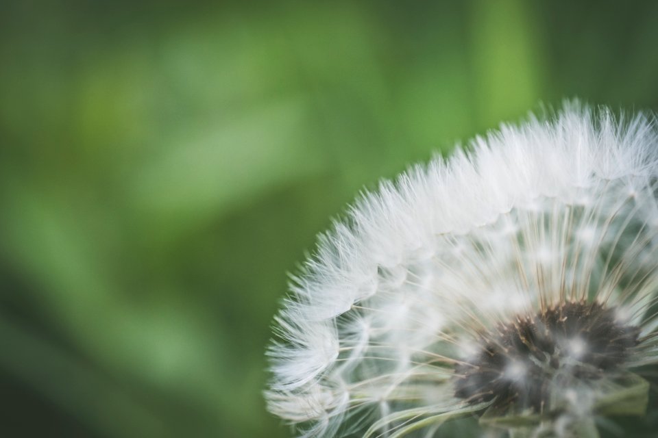 Close Up Photo Of White Dandelion