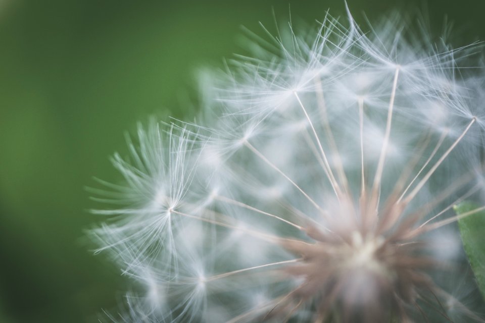 Shallow Focus Photography Of Dandelion